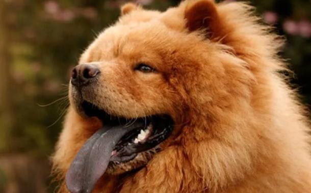 Cão da raça Chow Chow