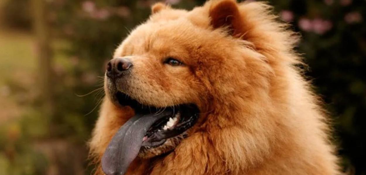 Cão da raça Chow Chow