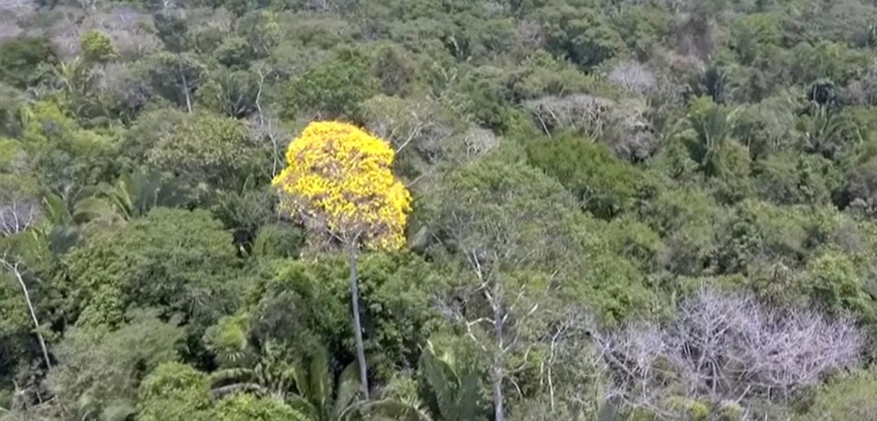 Ministério do Meio Ambiente acaba com restrições para a exploração da madeira ipê