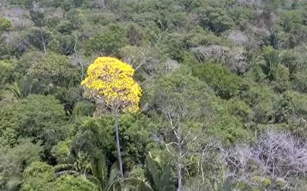 Ministério do Meio Ambiente acaba com restrições para a exploração da madeira ipê