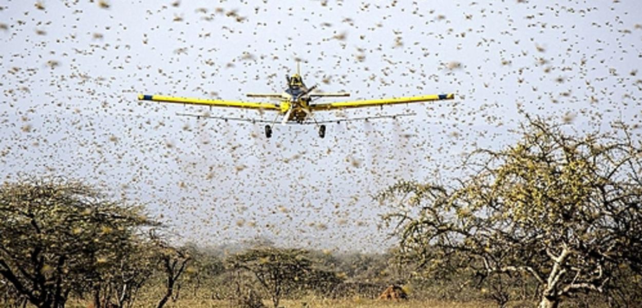 Uso intensivo de agrotóxicos nas lavouras está aumentando desequilíbrio ambiental e favorecendo o surgimento de novas pragas: em 2020, é a segunda infestação de gafanhotos no RS