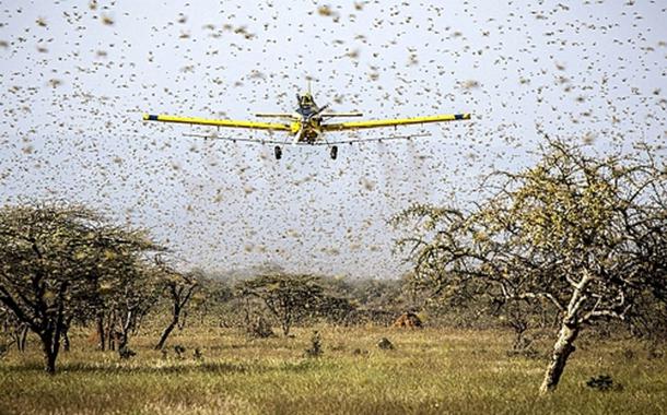 Uso intensivo de agrotóxicos nas lavouras está aumentando desequilíbrio ambiental e favorecendo o surgimento de novas pragas: em 2020, é a segunda infestação de gafanhotos no RS