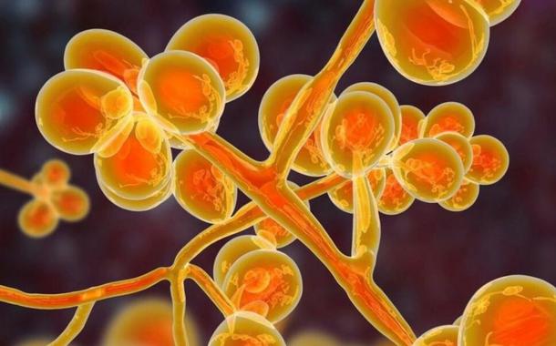 Fungo Candida auris
