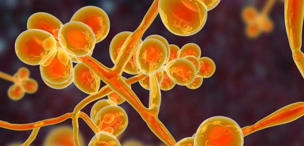Fungo Candida auris (Foto: Reprodução) Fungo Candida auris