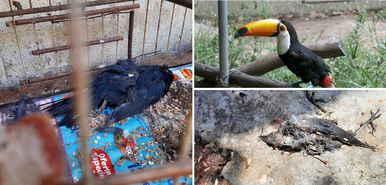 Mais de 600 animais morrem em centro de tratamento do Ibama.