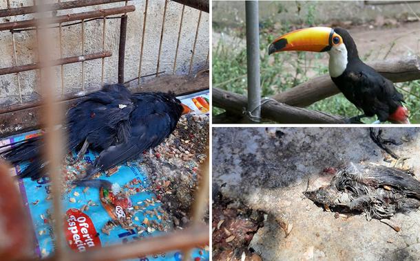 Mais de 600 animais morrem em centro de tratamento do Ibama.