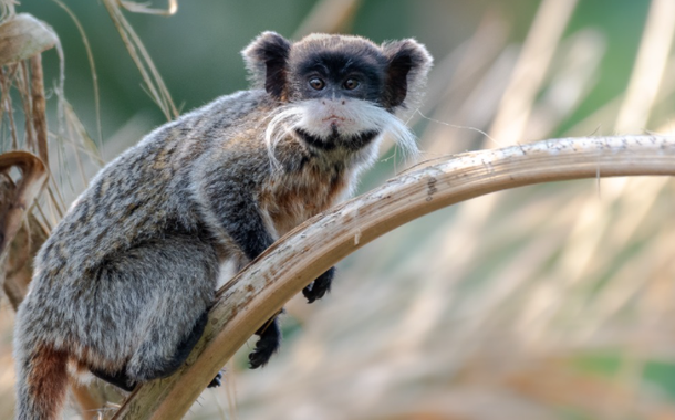 Sagui-imperador, ou sagui-de-bigode