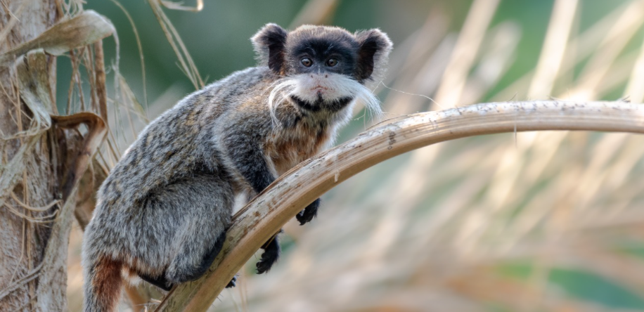 Sagui-imperador, ou sagui-de-bigode