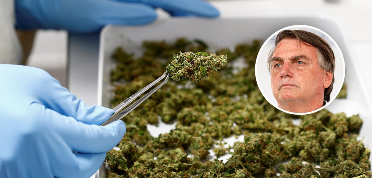 Maconha medicinal e Jair Bolsonaro