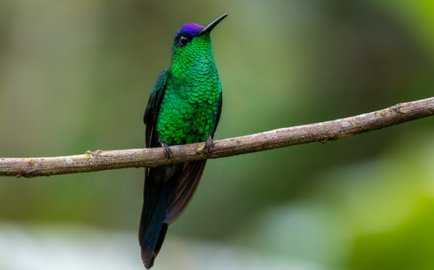 Beija-flor-da-fronte-violeta