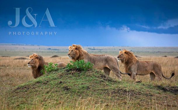 Leões no Maasai Mara (Foto: Jonathan e Angela Scott)