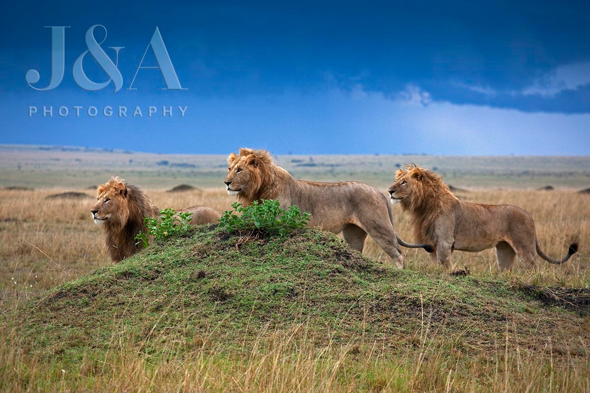 Leões no Maasai Mara (Foto: Jonathan e Angela Scott)