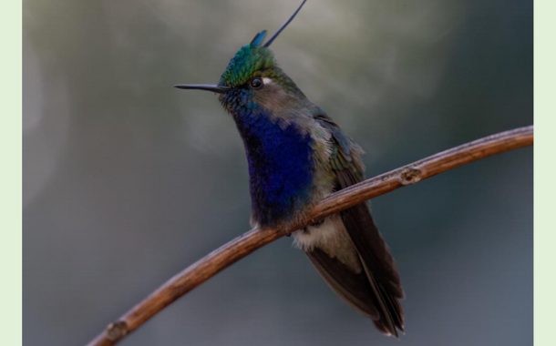 Beija-flor-de-topete-verde