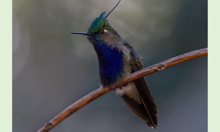 Beija-flor-de-topete-verde