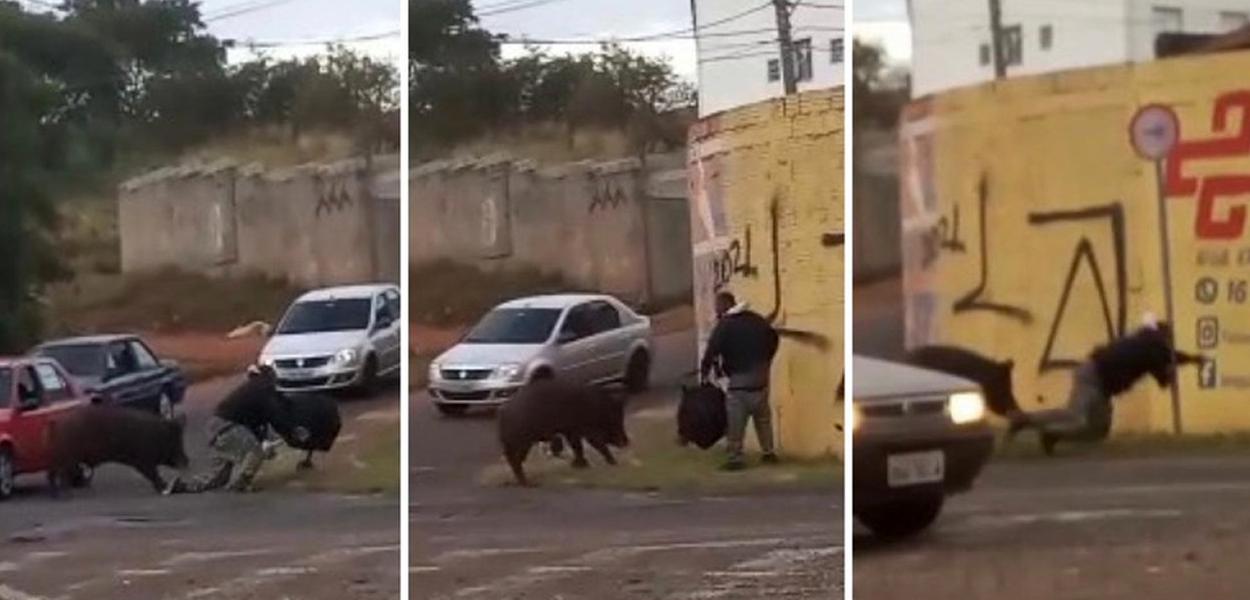 Motociclista é atacado por porco em Franca (SP)