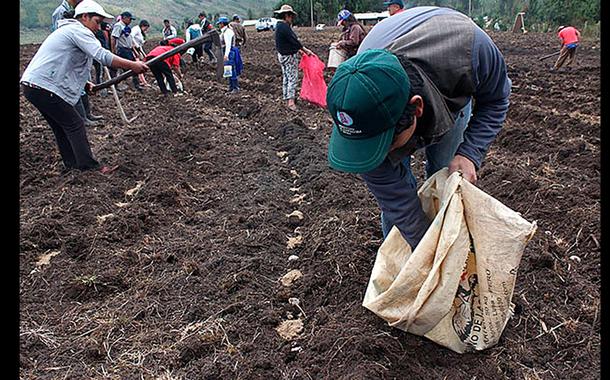 Nova lei irá reconhecer 300 novas cooperativas, além de oferecer crédito e assistência técnica a pequenos agricultores