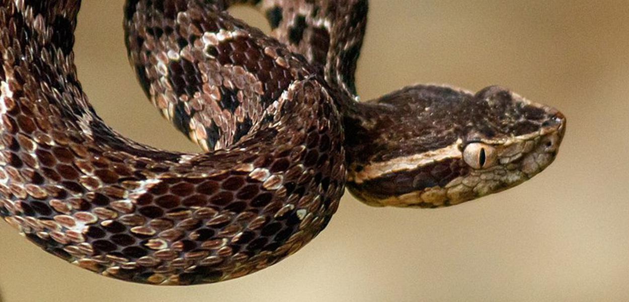 Cobra brasileira Jararacuçu