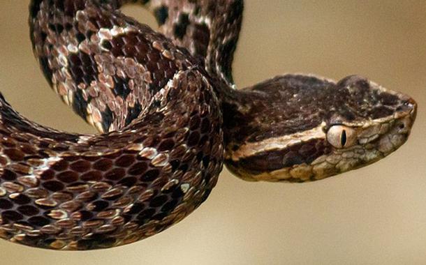 Cobra brasileira Jararacuçu