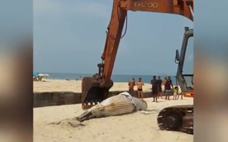 Baleia-jubarte encontrada morta em praia no Leblon (RJ)