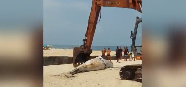 Baleia-jubarte encontrada morta em praia no Leblon (RJ)