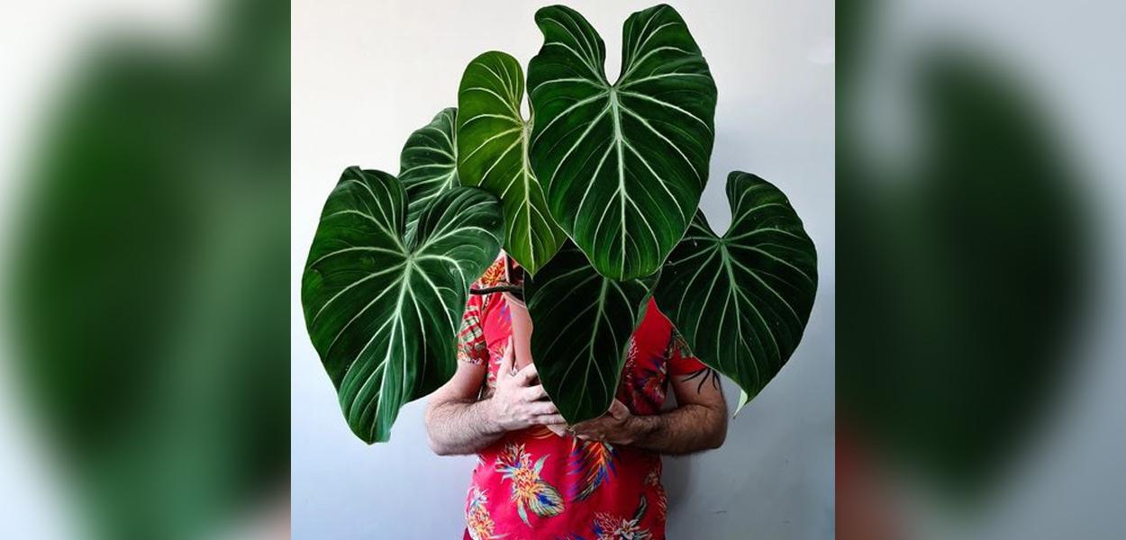 O botânico Samuel Gonçalves com uma Philodendron