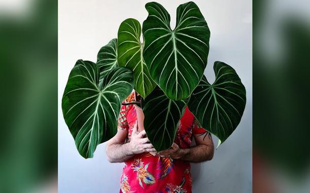 O botânico Samuel Gonçalves com uma Philodendron