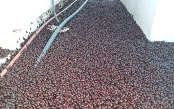 Besouros na Argentina