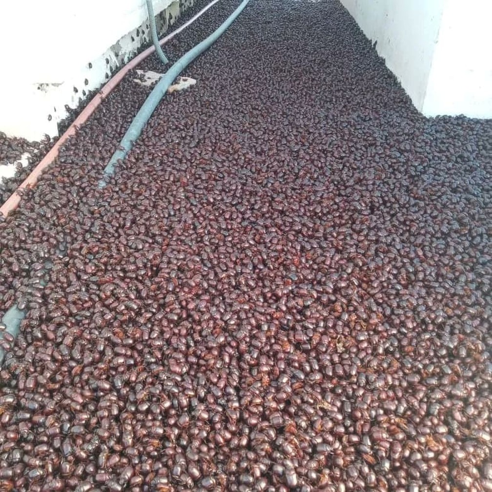 Besouros na Argentina