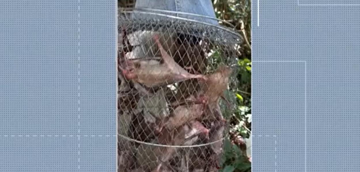 Pesquisadores colhem morcegos para investigação da doença conhecida como raiva humana