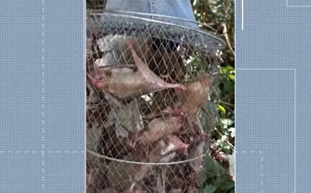 Pesquisadores colhem morcegos para investigação da doença conhecida como raiva humana