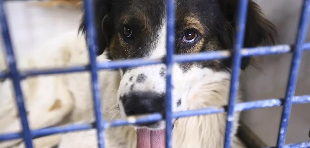 Cão aguarda por adoção na Zoonoses em Brasília