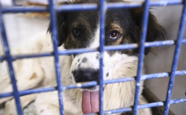 Cão aguarda por adoção na Zoonoses em Brasília