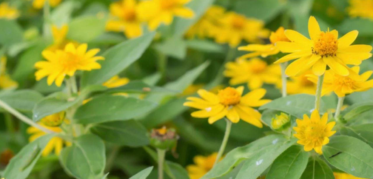 Arnica