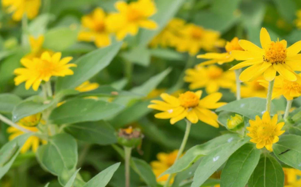 Arnica