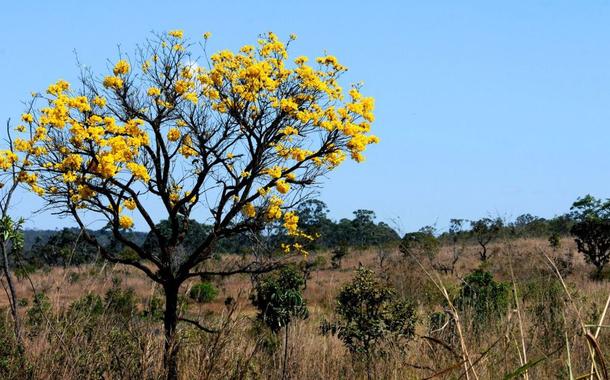 Cerrado brasileiro