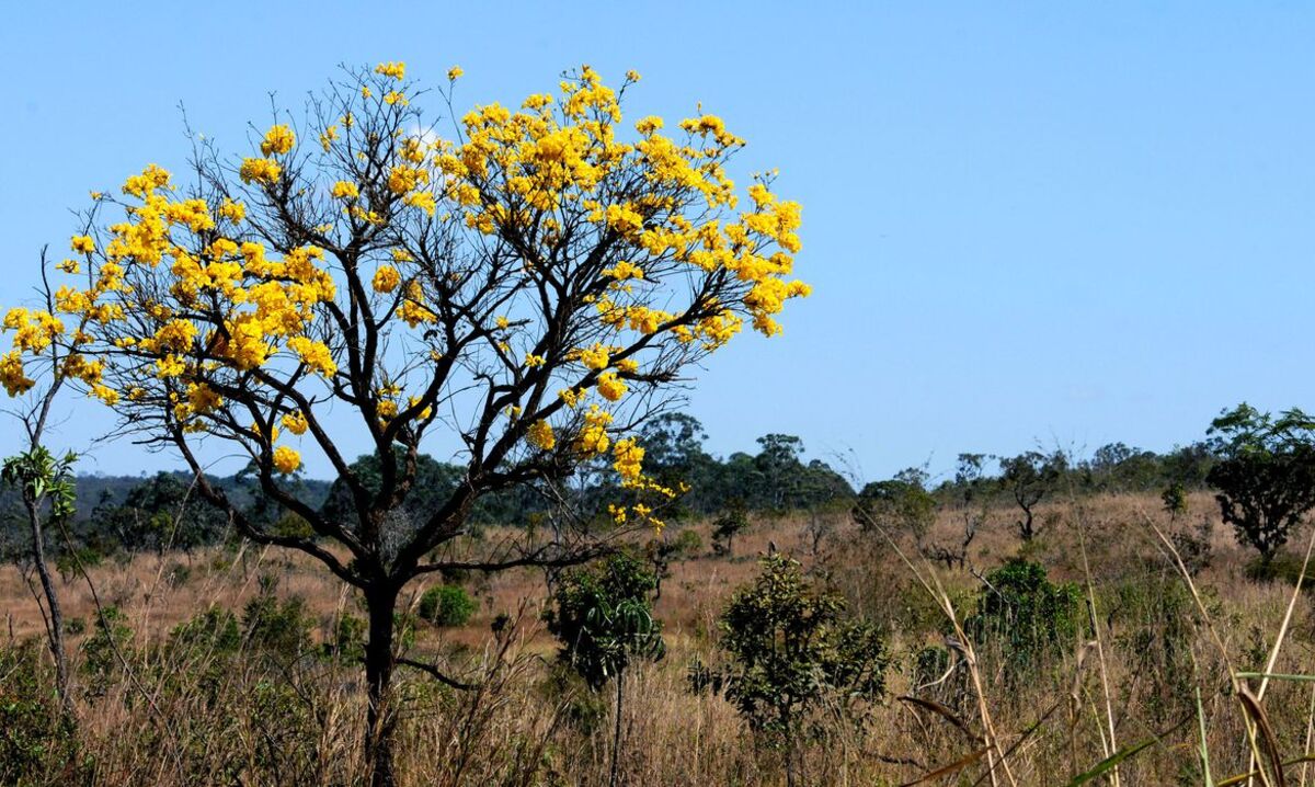 Cerrado brasileiro