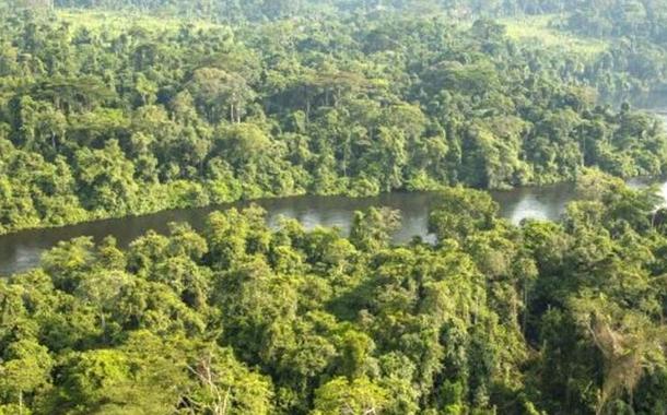 Floresta tropical da Bacia do Congo, na África Equatorial, é hoje maior sumidouro de carbono do mundo