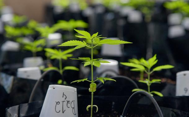 Plantas de cannabis dentro de estufa da Universidade Federal de Viçosa (MG)18/08/2021