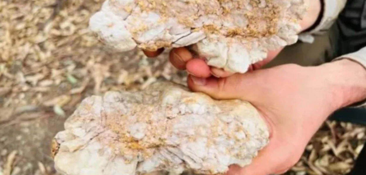 Pepita de ouro gigante encontrada por garimpeiro amador na Austrália