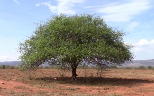 Umbuzeiro