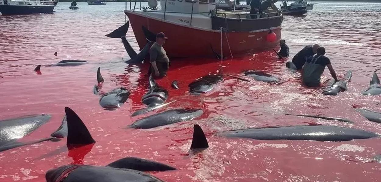 Golinhos mortos a Dinamarca