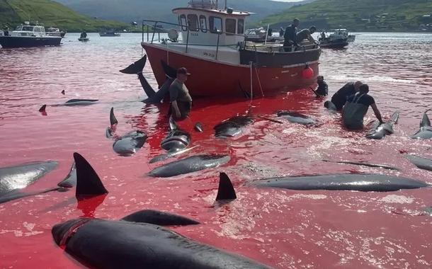 Golinhos mortos a Dinamarca