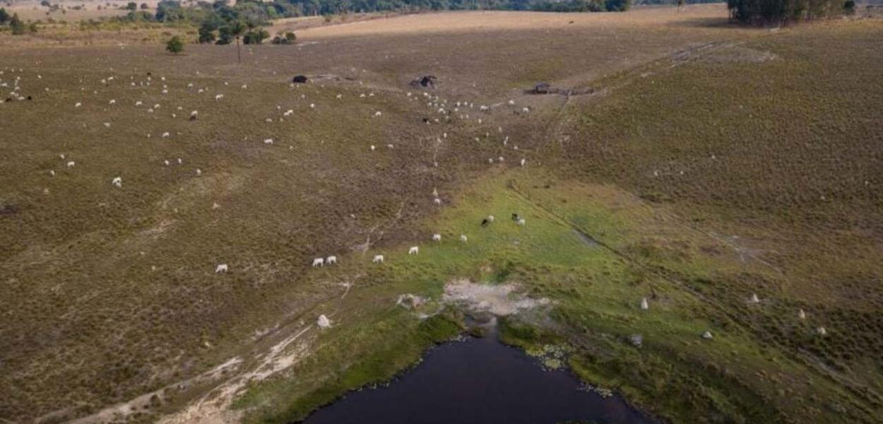 Abiec vai exigir que suas 39 empresas associadas adotem critérios de monitoramento comuns para evitar compra de gado irregular