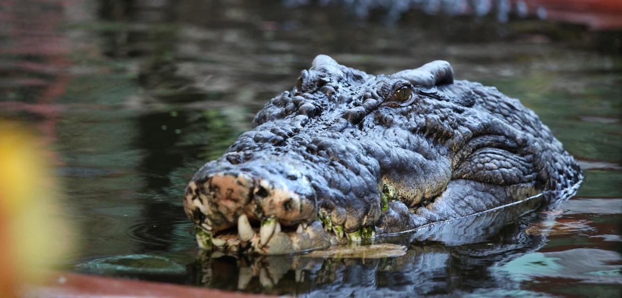 Cassius, o crocodilo que vive em cativeiro na Austrália, completou recentemente 120 anos. Especialistas acreditam que ele ainda tem muitos anos pela frente.