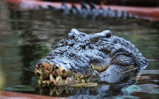 Cassius, o crocodilo que vive em cativeiro na Austrália, completou recentemente 120 anos. Especialistas acreditam que ele ainda tem muitos anos pela frente.